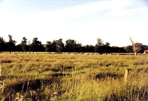 La plaine du forez